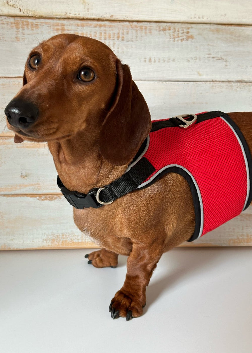 Best Harness Dog Harness For Mini Dachshund Pretty Pink