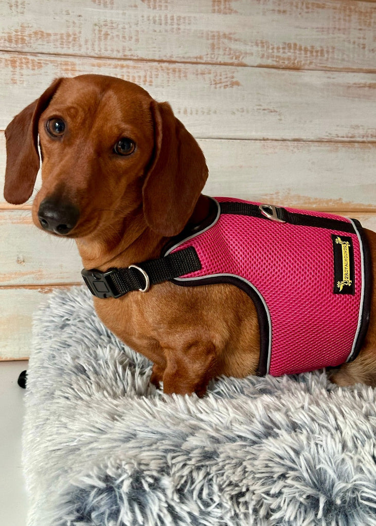 The Ultimate Solution for Your Dachshund’s Comfort: The Oxymesh Canine Physio-Approved Hug Me Harness