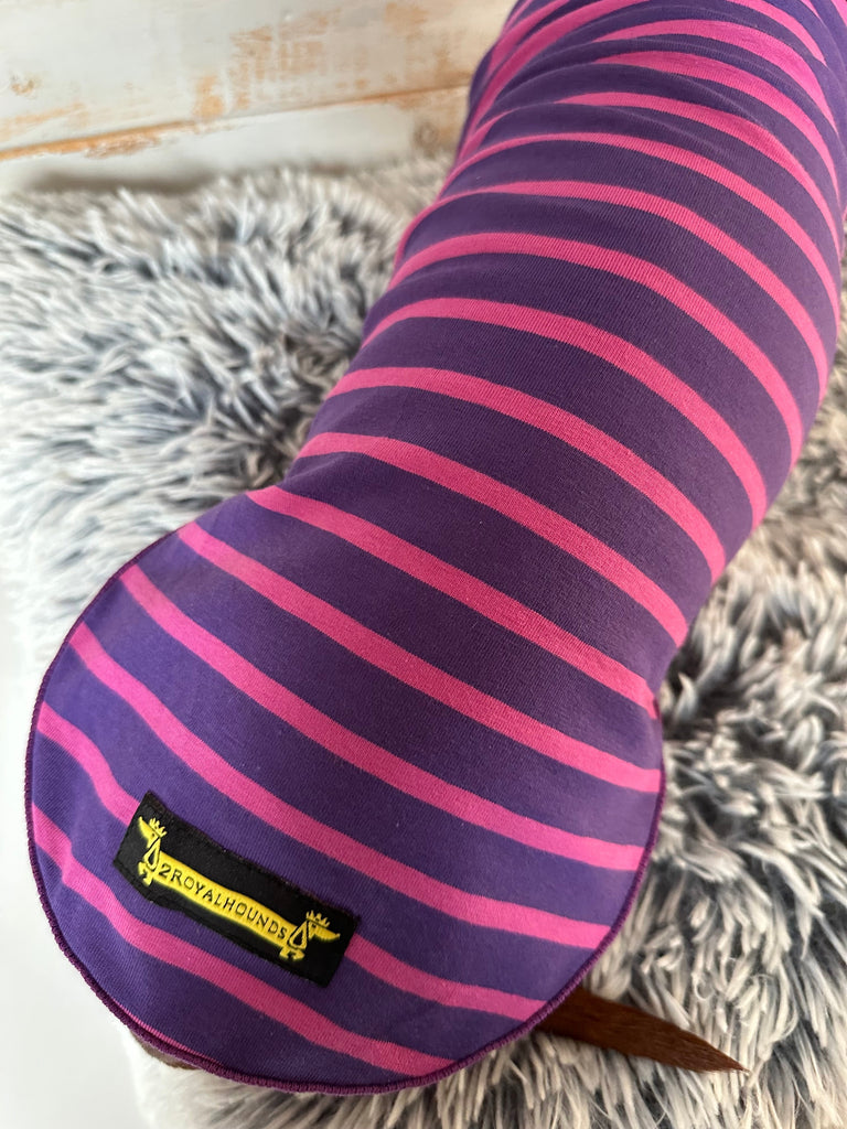 Top Tips to Keep Your Dachshund Cool in Summer (and Allergy-Free!)