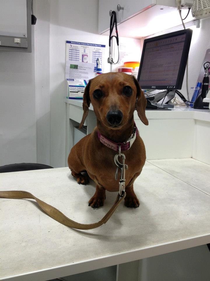 Lottie during her chemotherapy at the vets