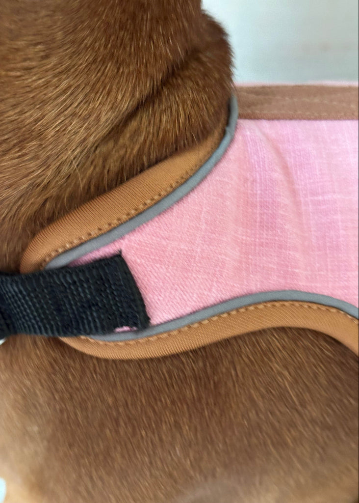 Close-up of a brown dog wearing a pink and brown harness with a black strap.