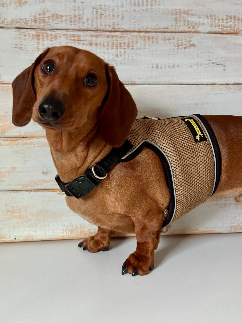 Stay Stylish Safe – Latte Beige Mesh Dog Harness for Summer Fun