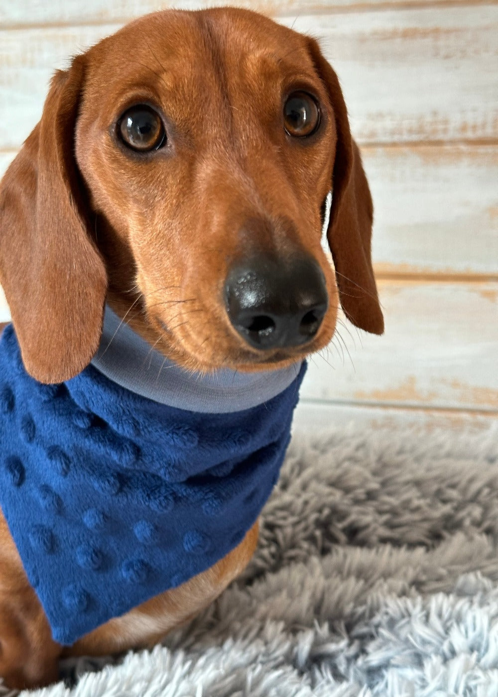 Dachsie Jumper Dachshund Coats And Jumpers Equafleece Dog Jumpers