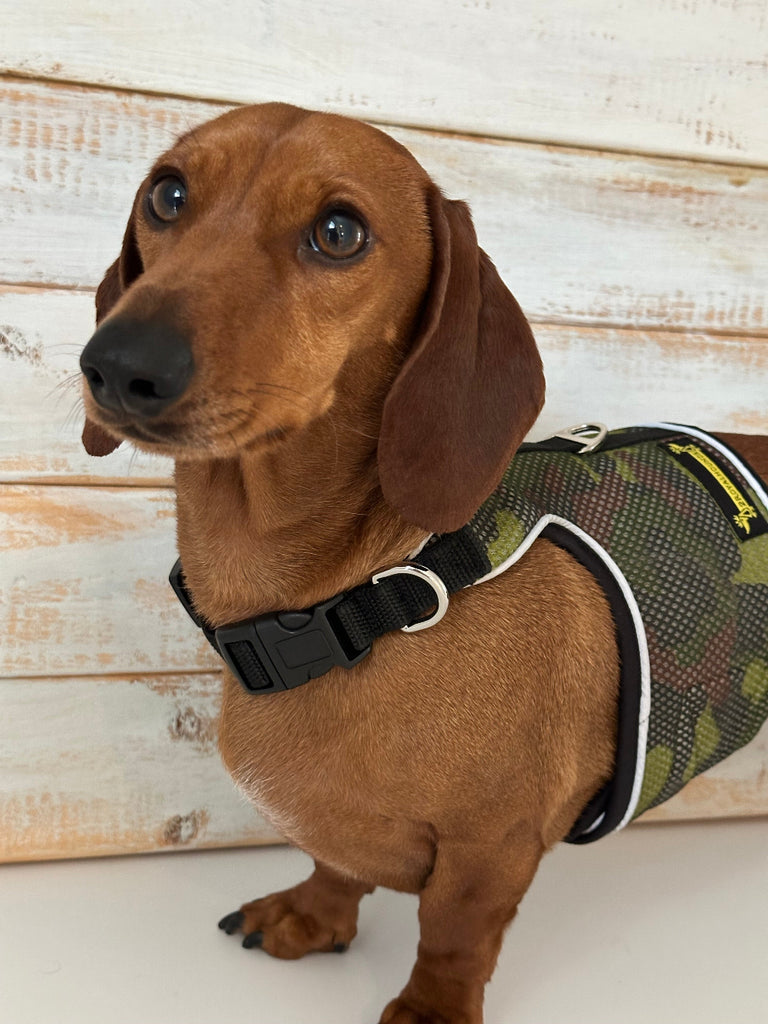 Dachshund wearing a camouflage harness on a wooden floor