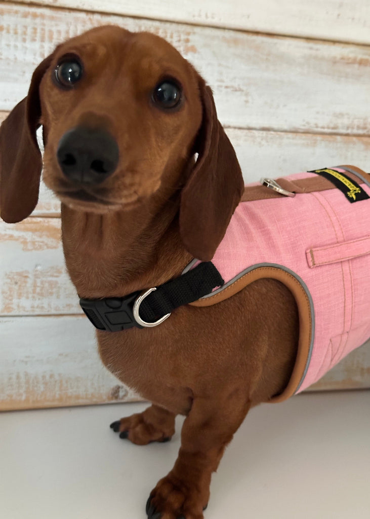 Small dachshund  dog wearing a pink harness with a wooden background