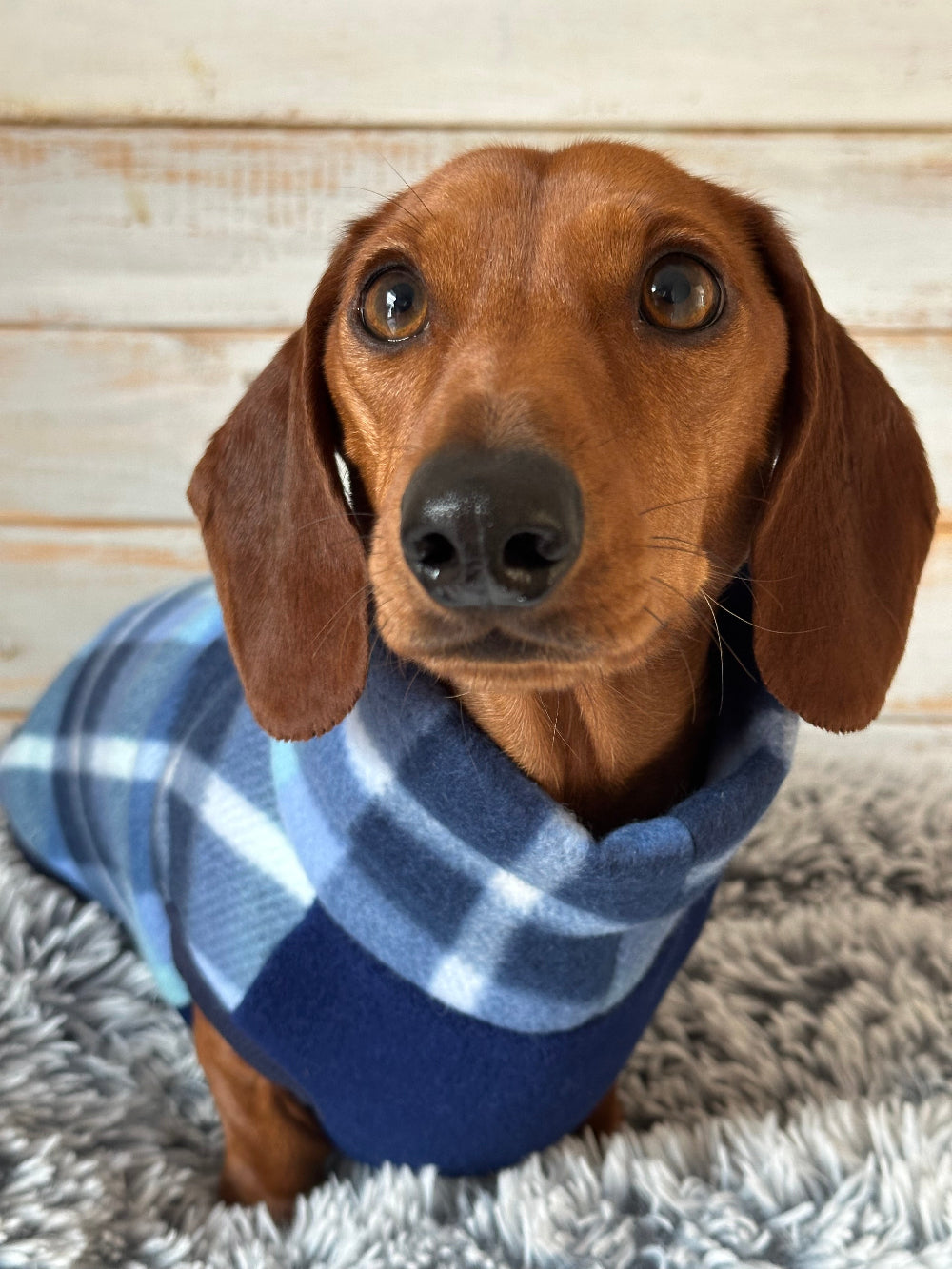 miniature dachshund puppy clothes