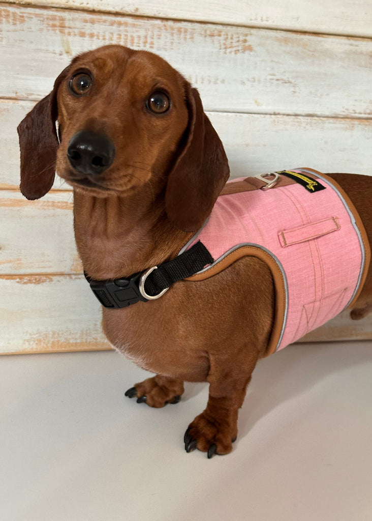 Dachshund wearing a pink harness on a wooden floor