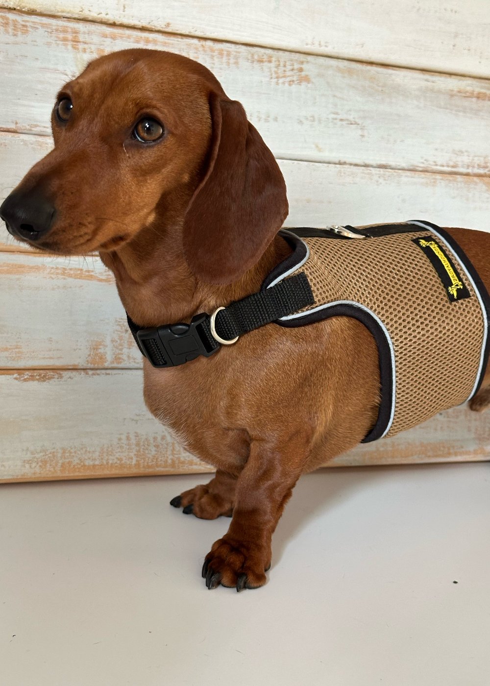Stay Stylish Safe – Latte Beige Mesh Dog Harness for Summer Fun