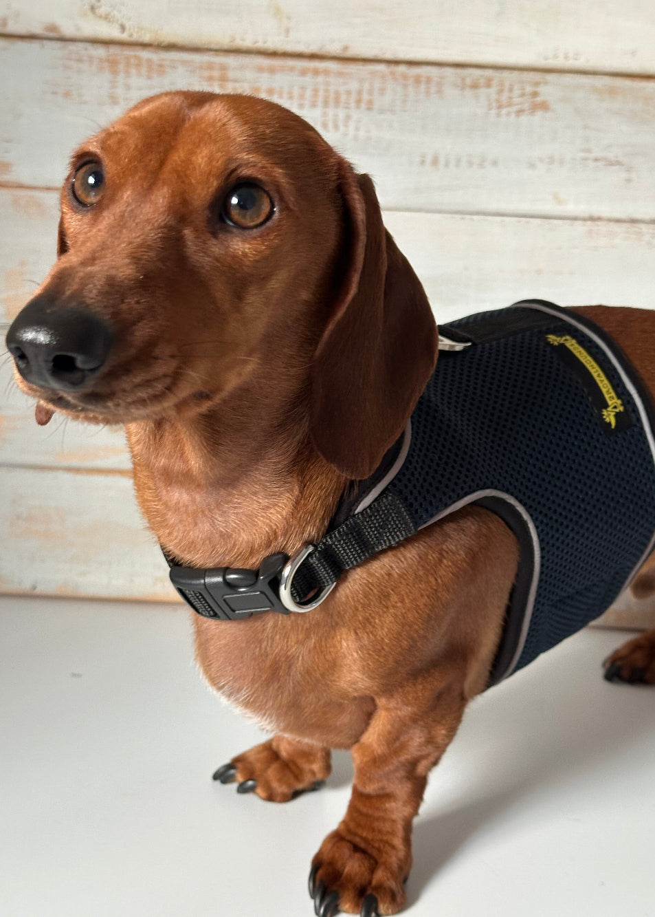 Navy OxyMesh Reflective Hug Me Harness – 2RoyalHounds
