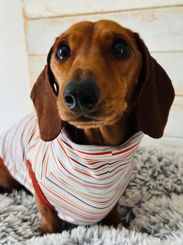 Dachshund wearing a striped shirt sitting on a textured surface.