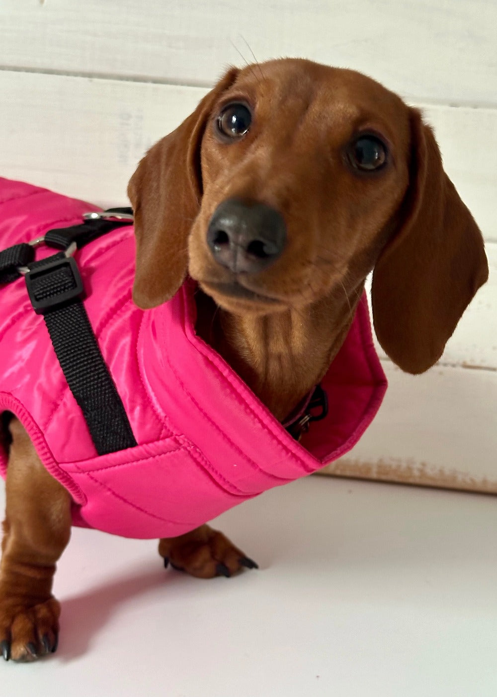 Dachshund jackets australia best sale