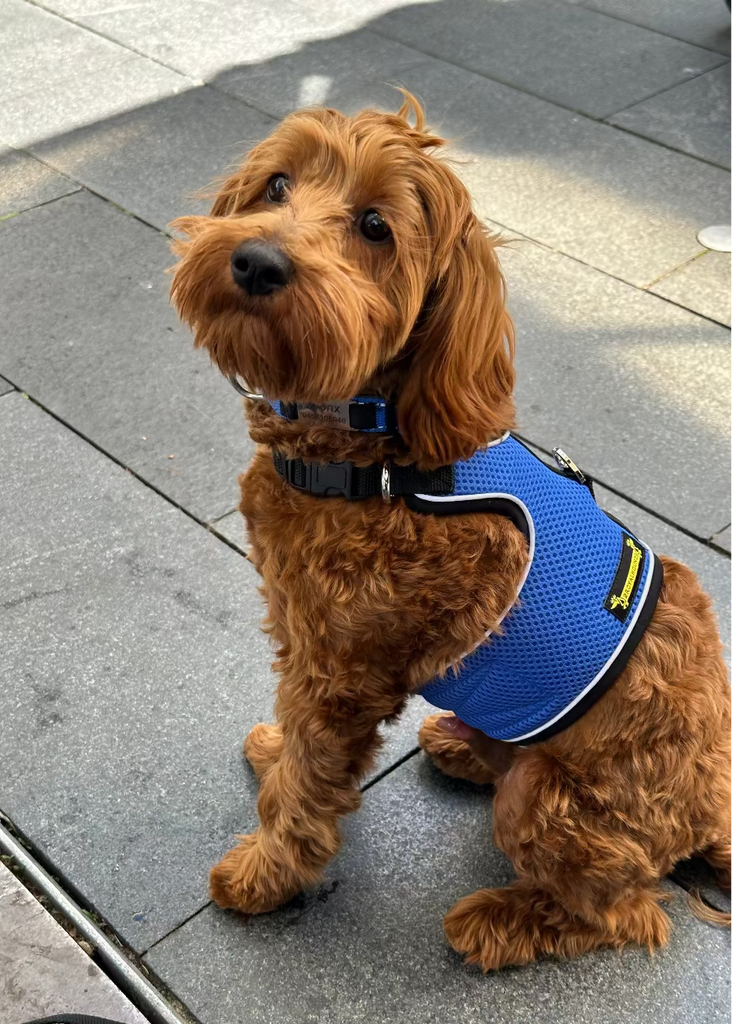 cavoodle harness